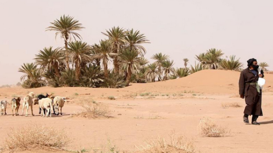 لفتيت: الجفاف يفاقم “صدام الرحل” في سوس.. والمراقبة اليومية جارية