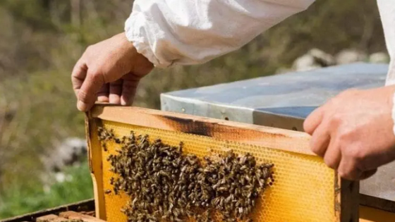 أكادير.. 150 تحليل مخبري لتحديد أسباب هروب النحل
