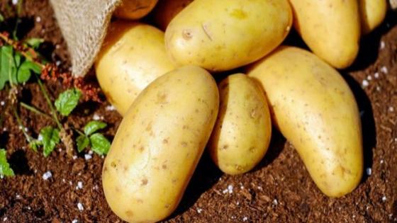 مُنتجو البطاطس يلتئمون في اجتماع هام بمدينة بأكادير