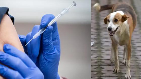 كلب شرس هاجم مجموعة من المواطنين والمكتب الصحي الجماعي والسلطات تتدخل لتطعيم الجرحى بأيت ملول