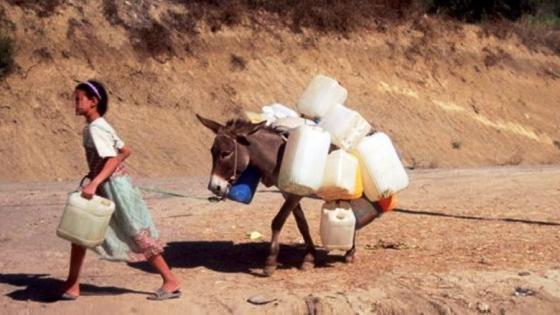 أزمة الماء تهدد بانقراض المواشي في تزنيت