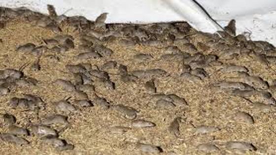جحافل الفئران تجتاح مناطق أسترالية والدولة تلجأ إلى السم الممنوع