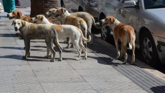 مشروع مأوى الكلاب الضالة يثير ضجة بمدينة أكادير