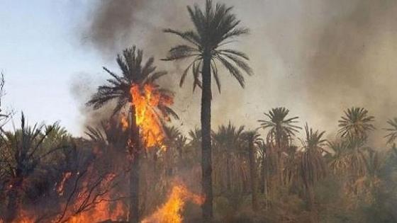 السيطرة على حريق غابة شفشاون الذي التهم نحو 1100 هكتارا