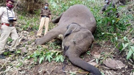 بالفيديو… صاعقة تقتل 18 فيلا في ثوان