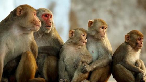 مجموعة من القردة تختطف توأمين من منزلهما بالهند